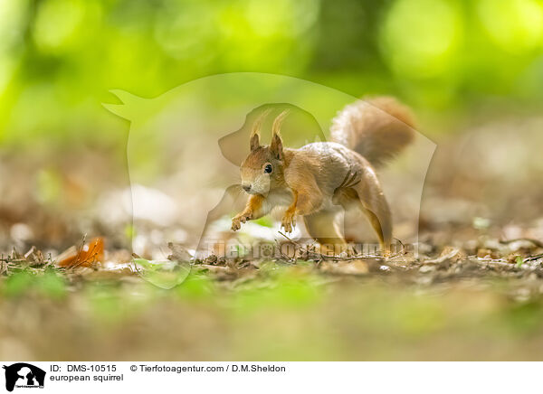 Eichhrnchen / european squirrel / DMS-10515