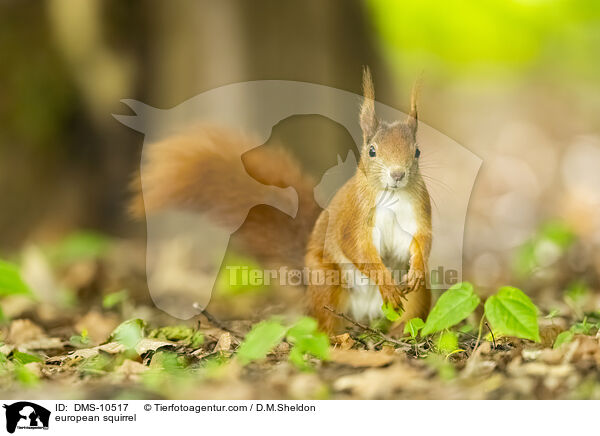 Eichhrnchen / european squirrel / DMS-10517