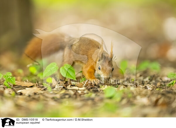 Eichhrnchen / european squirrel / DMS-10518