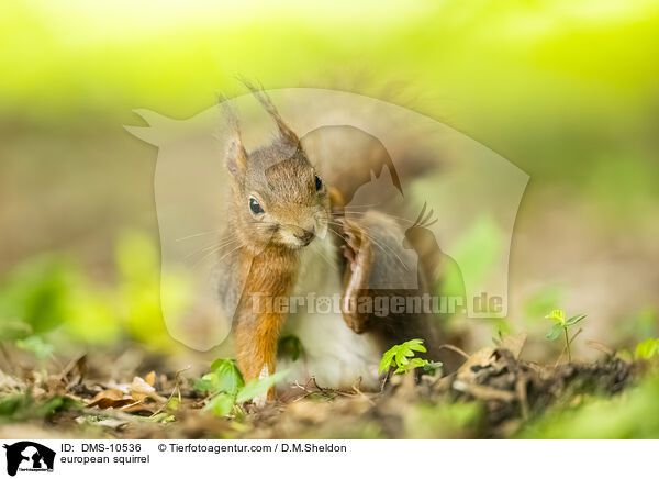 Eichhrnchen / european squirrel / DMS-10536