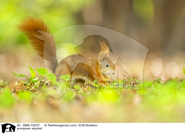 Eichhrnchen / european squirrel / DMS-10537