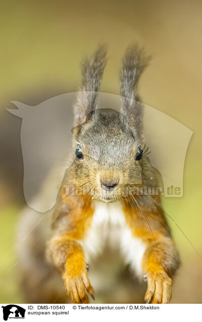 Eichhrnchen / european squirrel / DMS-10540