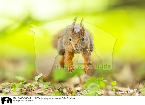 Eichhrnchen / european squirrel / DMS-10541