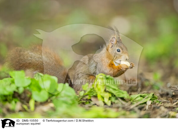 Eichhrnchen / european squirrel / DMS-10550