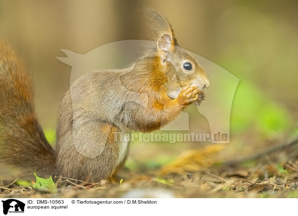 Eichhrnchen / european squirrel / DMS-10563