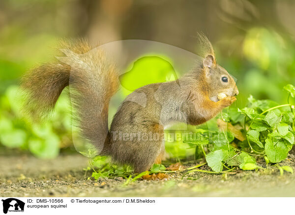 Eichhrnchen / european squirrel / DMS-10566