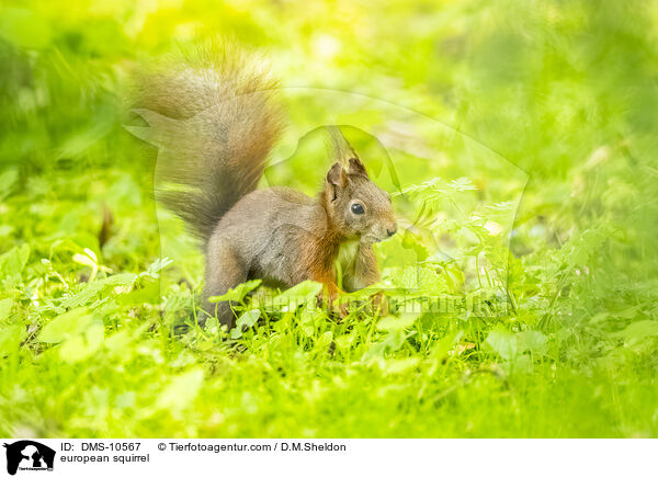 Eichhrnchen / european squirrel / DMS-10567