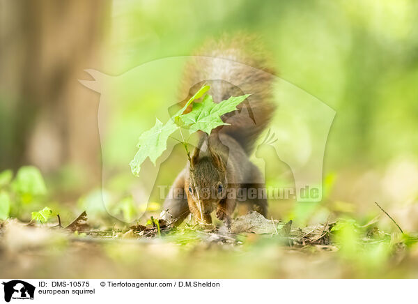 Eichhrnchen / european squirrel / DMS-10575