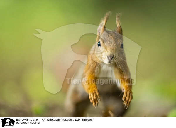 Eichhrnchen / european squirrel / DMS-10576
