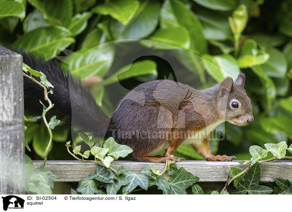 Eichhrnchen / squirrel / SI-02504