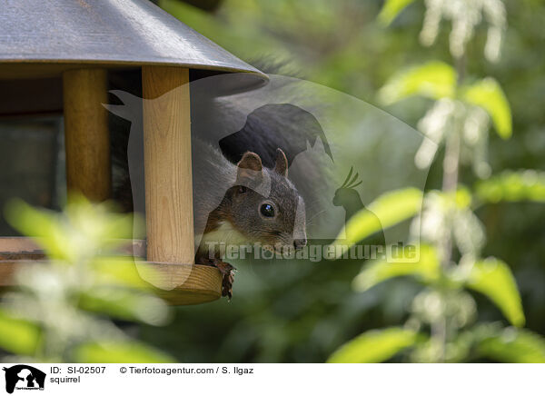 Eichhrnchen / squirrel / SI-02507