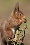 squirrel