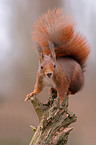 squirrel