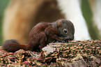 young squirrel