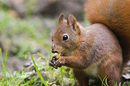 squirrel