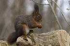 red squirrel