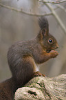 red squirrel