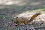 red squirrel