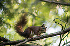 squirrel