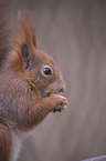 eating squirrel
