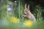 sitting Squirrel