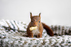 young european squirrel