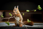 young european squirrel
