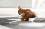 young european squirrel