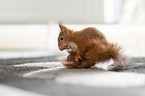 young european squirrel