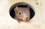 young european squirrel