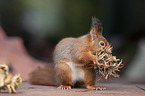 squirrel