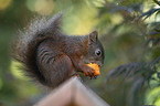 eating squirrel