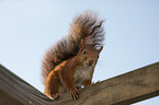 squirrel