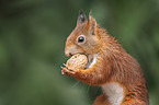 eating squirrel