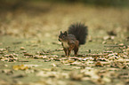walking Squirrel