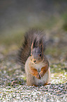 Squirrel