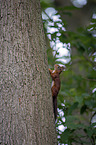 climbing Squirrel