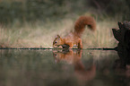 standing Squirrel