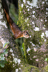 Eurasian red squirrel