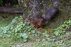 Eurasian red squirrel