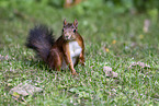 Eurasian red squirrel