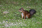 Eurasian red squirrel