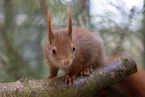 Squirrel in enclosure