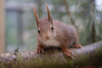 Squirrel in enclosure