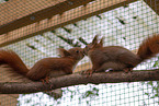 Squirrel in enclosure