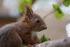 Squirrel in enclosure
