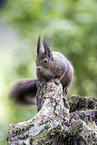 Squirrel sitting on tree stump