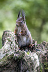 Squirrel sitting on tree stump