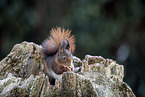 Squirrel sitting on tree stump