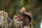 Squirrel sitting on tree stump